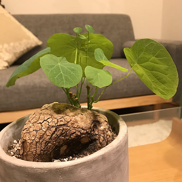 koro5oさんの実例写真