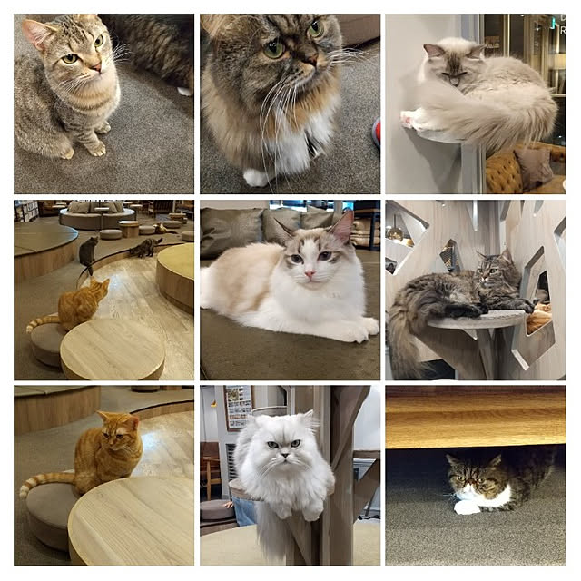 noaさんの実例写真