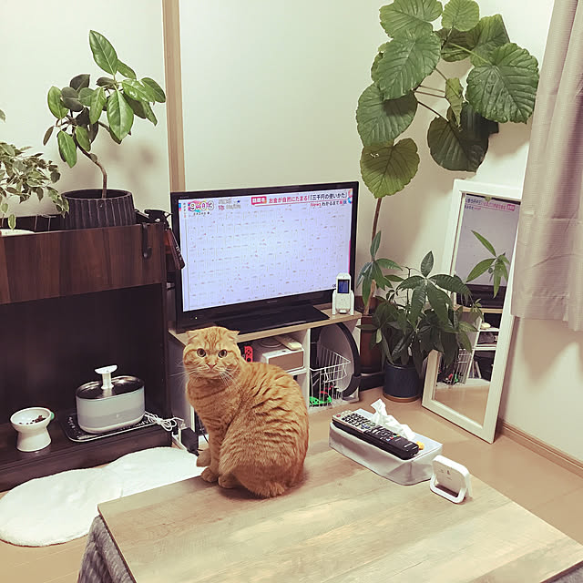 mami-さんの実例写真