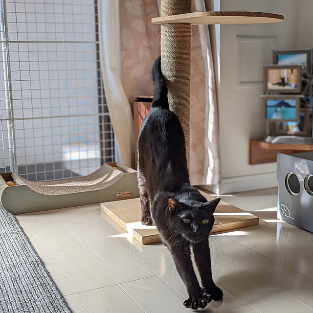 Pokkeさんの実例写真