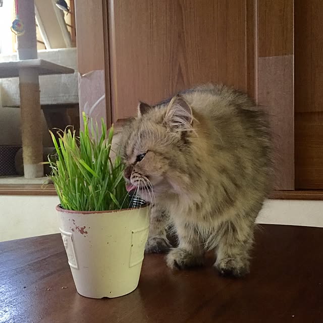butachanさんの実例写真