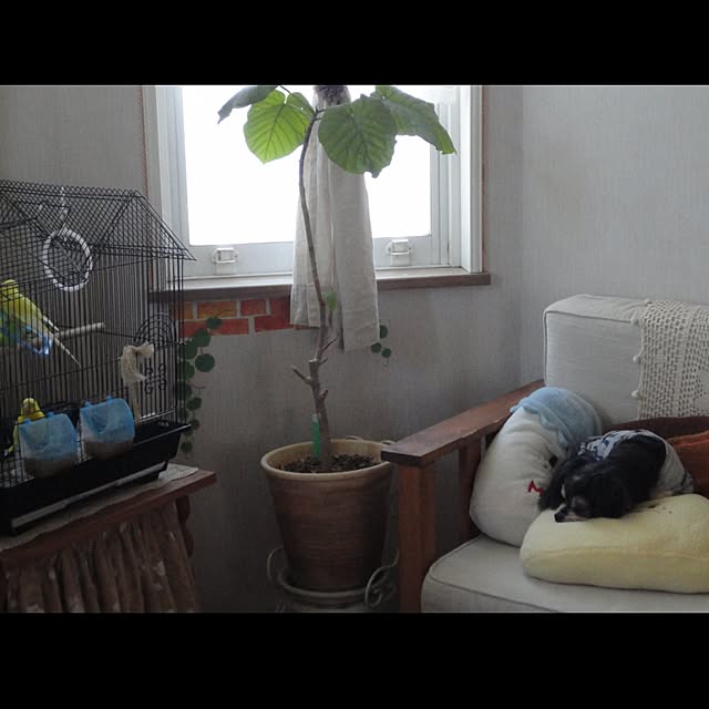 AcchanSaysさんの実例写真
