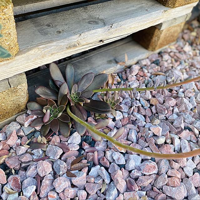 roenさんの部屋