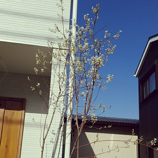 oshinkoさんの実例写真