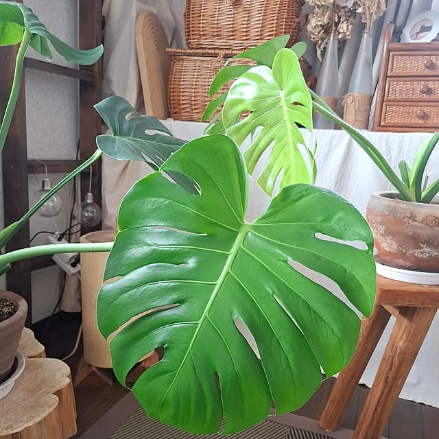 midoriさんの部屋