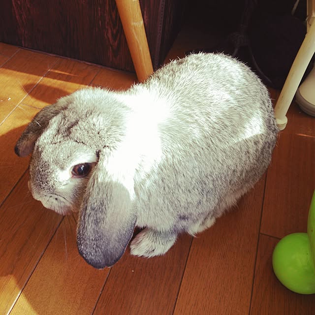mogu0418さんの実例写真