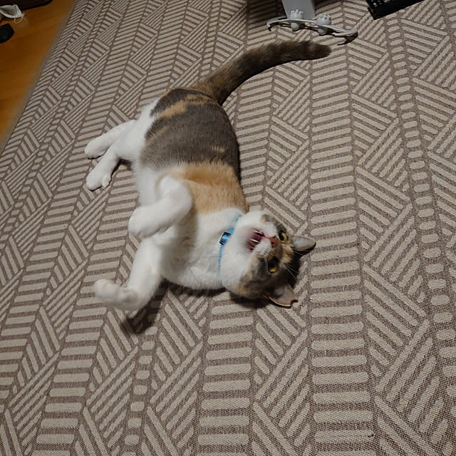 fukuさんの実例写真
