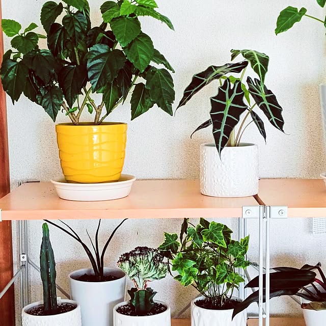 hanachanさんの部屋