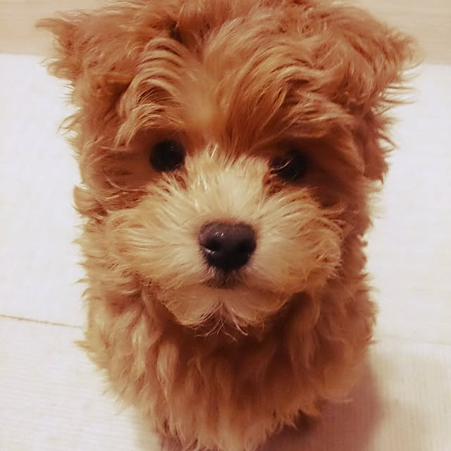 macoさんの実例写真