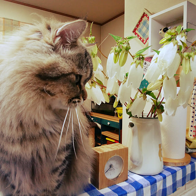 okeiさんの実例写真
