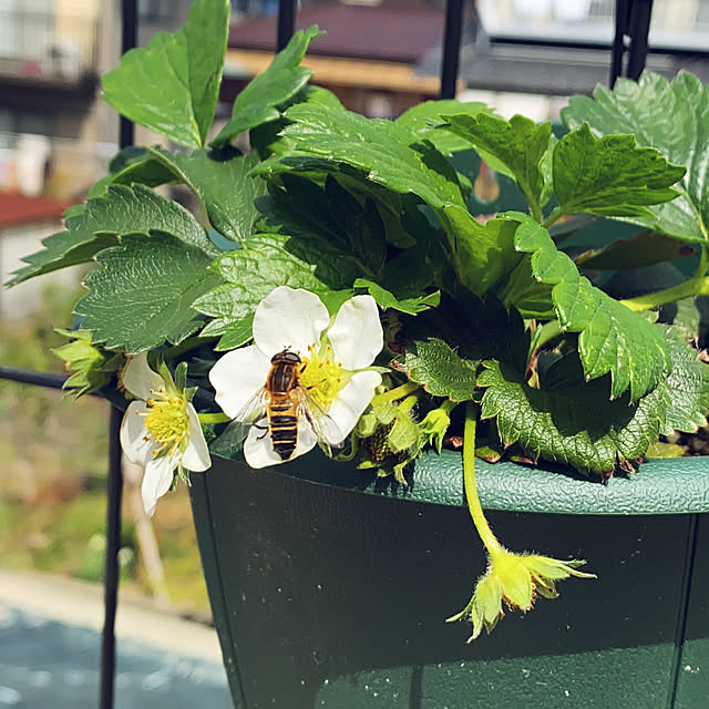 Nasubeeさんの実例写真