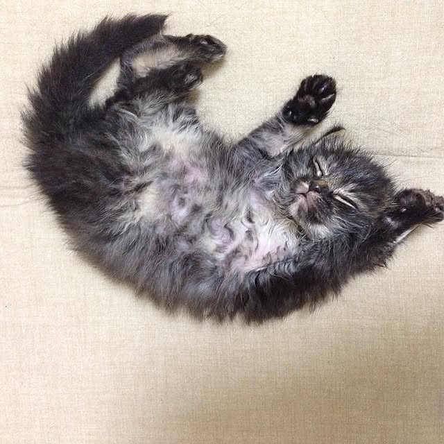 mi_moさんの実例写真