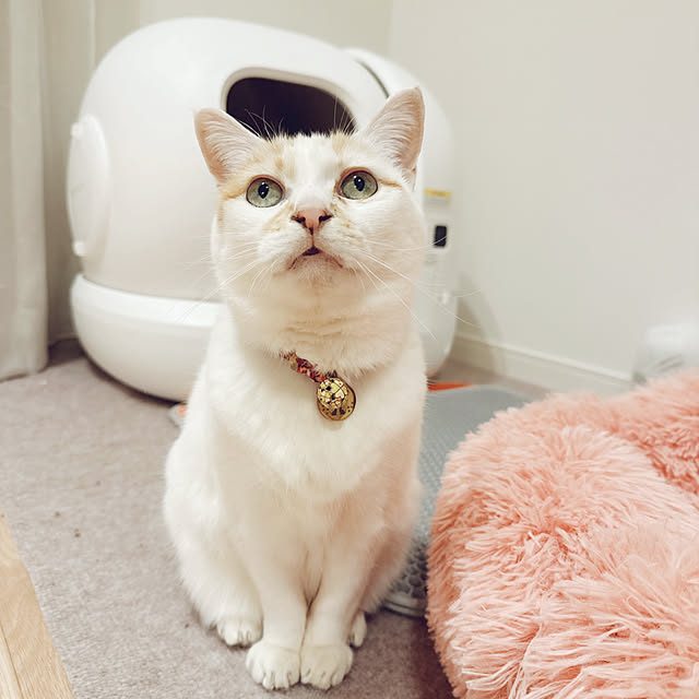 nennekoさんの部屋