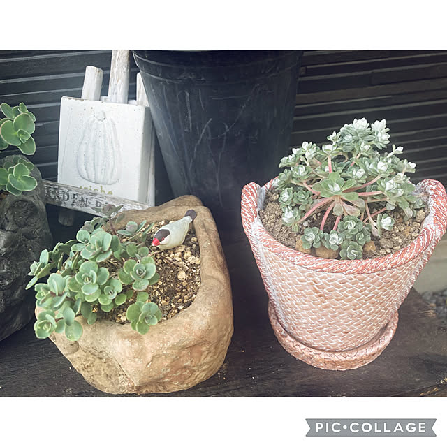 CoCo0617さんの部屋