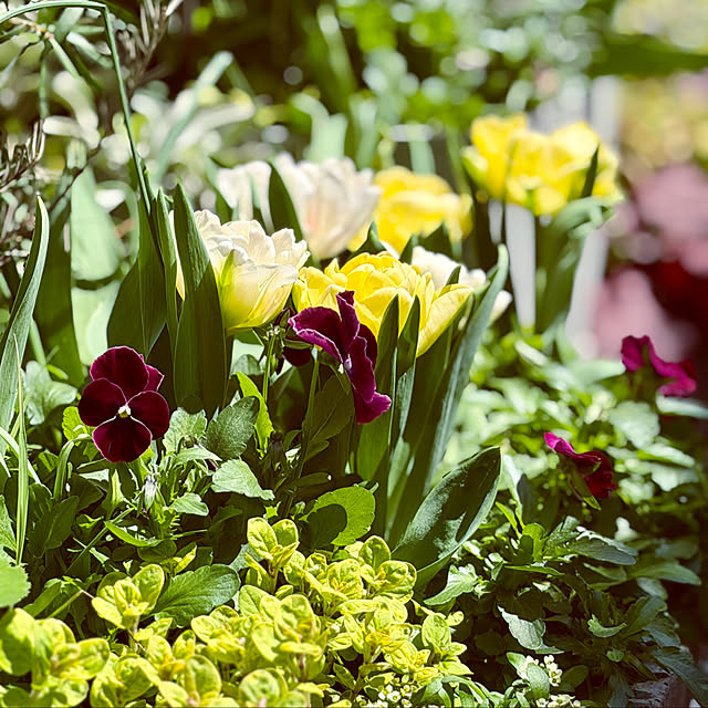 DAYONEさんの実例写真