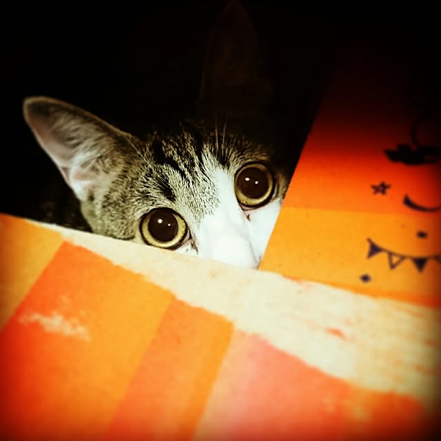 kiraさんの実例写真