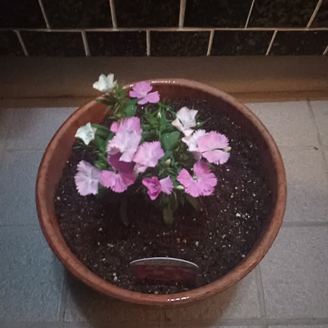 tuushiさんの実例写真