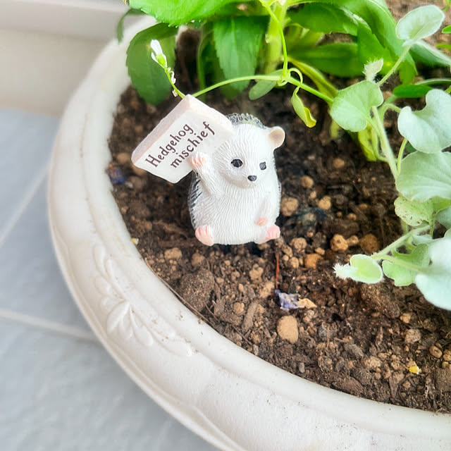 mipiさんの部屋