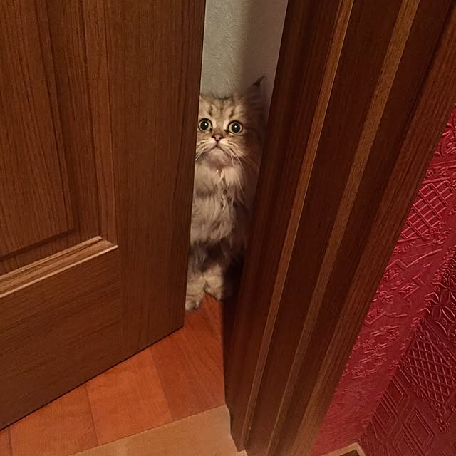 butachanさんの実例写真