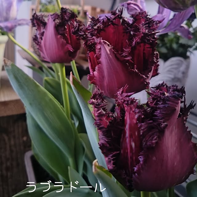 Petit_Pommierさんの部屋