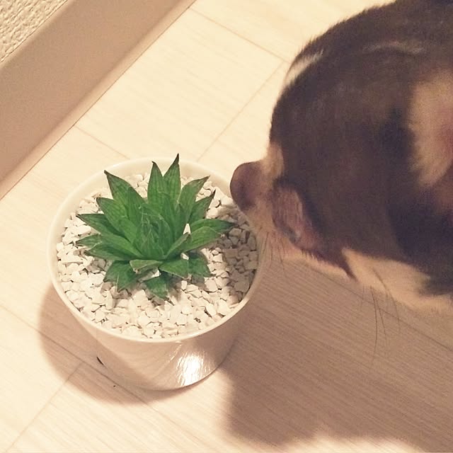 nayukonaさんの実例写真