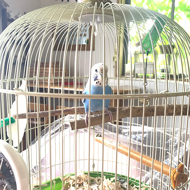 cyaroさんの部屋