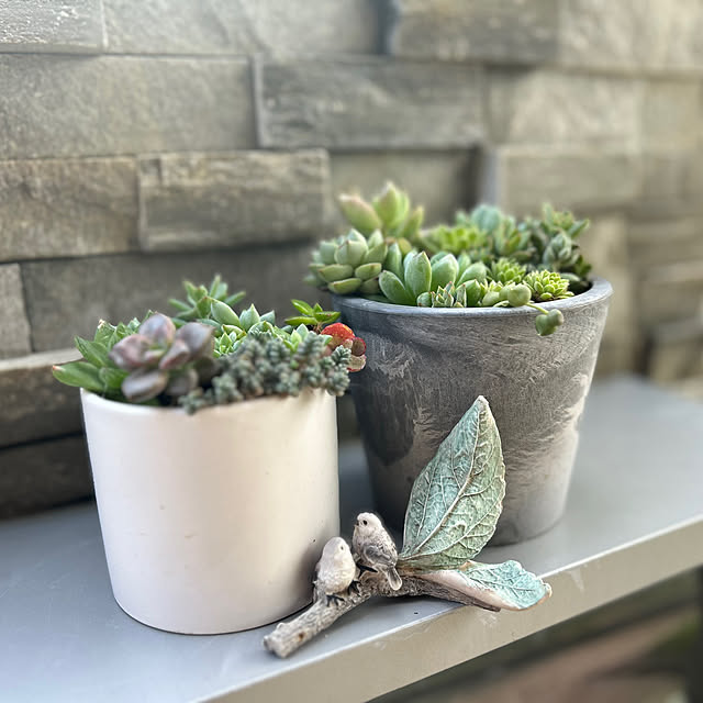 いつもいいね！ありがとうございます♪/多肉植物/多肉植物寄せ植え/愛犬と暮らす家/初秋...などのインテリア実例 - 2023-09-15 07:10:49