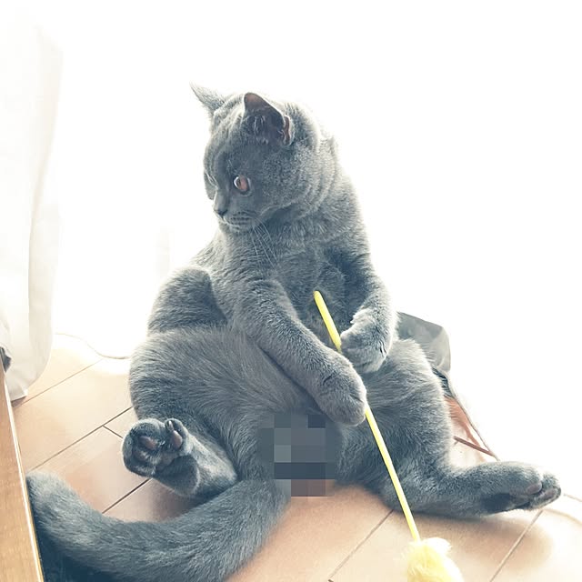 Shojiさんの実例写真