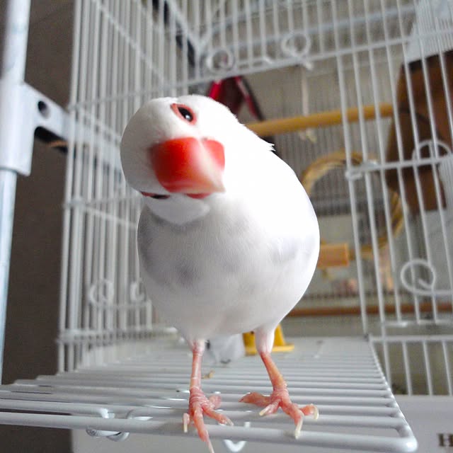 koHakuさんの実例写真