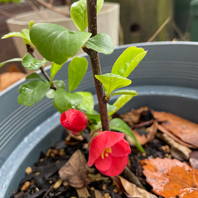 natsumiさんの実例写真