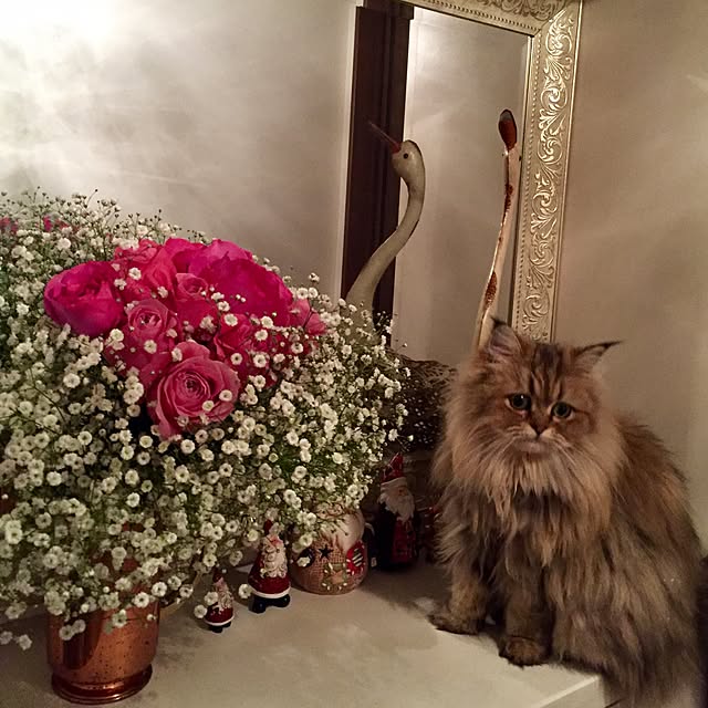 butachanさんの実例写真