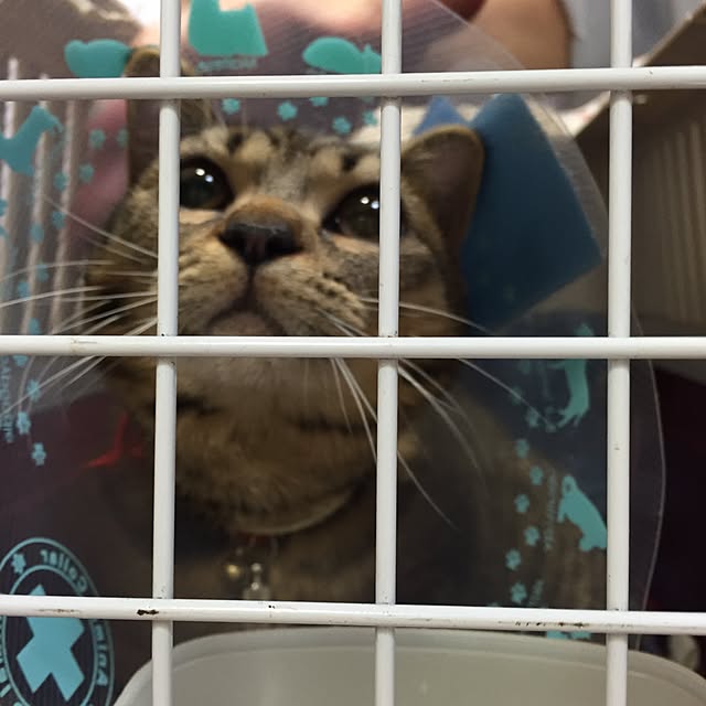 catwomanさんの実例写真