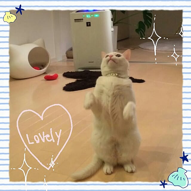 kikinanaさんの実例写真