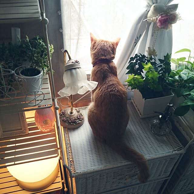 fu-ka24さんの実例写真