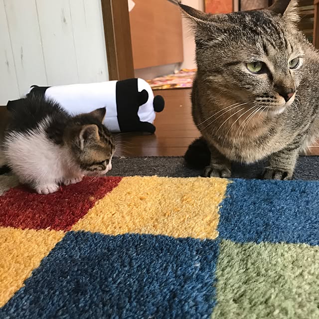 pepeさんの実例写真