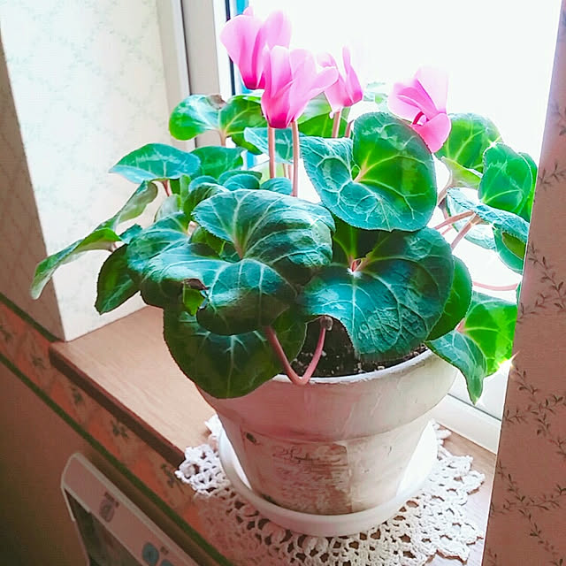 Minaharuさんの実例写真