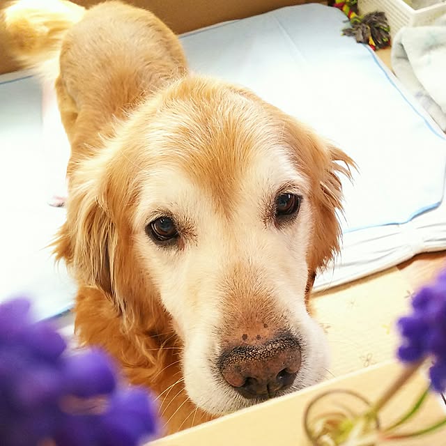 shelly-1227さんの実例写真