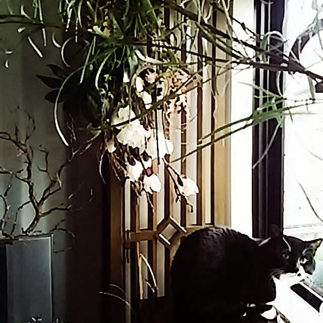 spinetailさんの実例写真