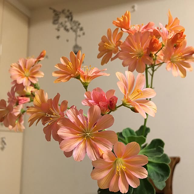 Yogoさんの実例写真