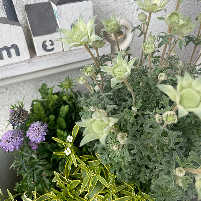 Makoさんの実例写真