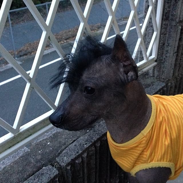 Kumikoさんの実例写真