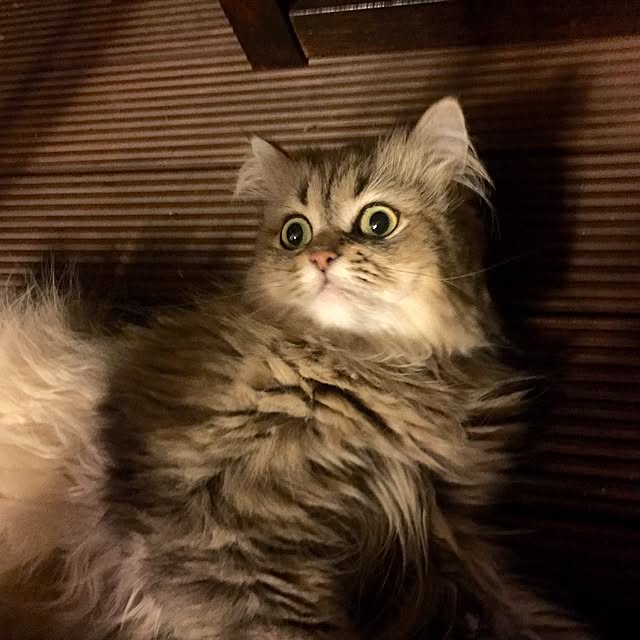 butachanさんの実例写真