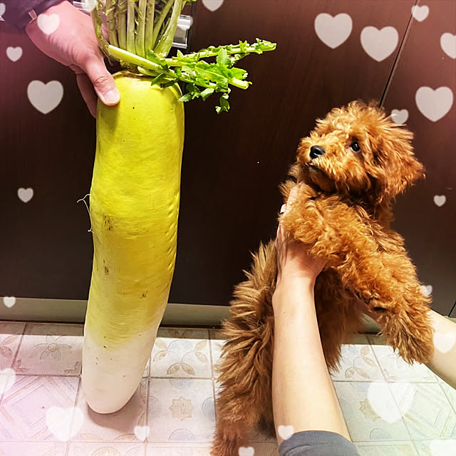 mimi828さんの実例写真