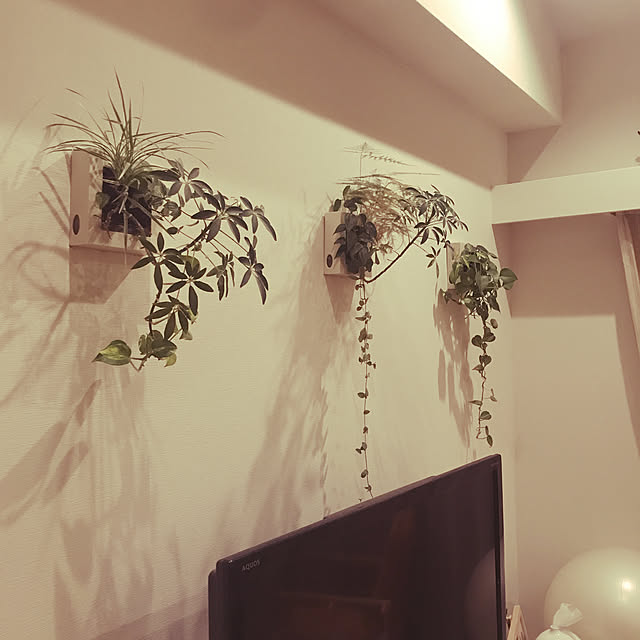 dannboko10さんの実例写真