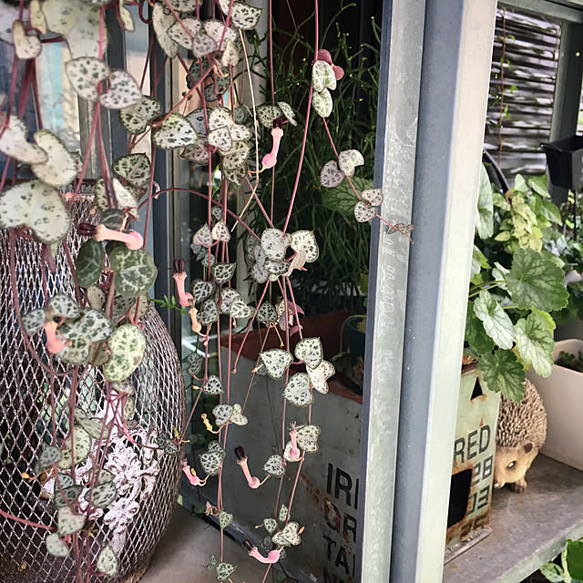 onokenkoさんの実例写真