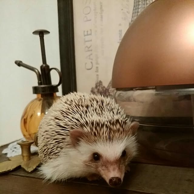 kuruさんの実例写真