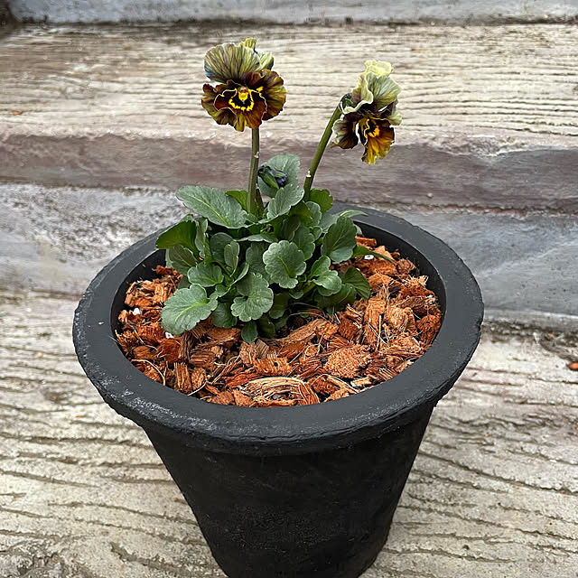 shiropenguinさんの部屋