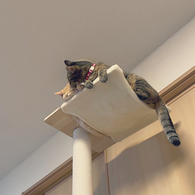 chiiさんの部屋