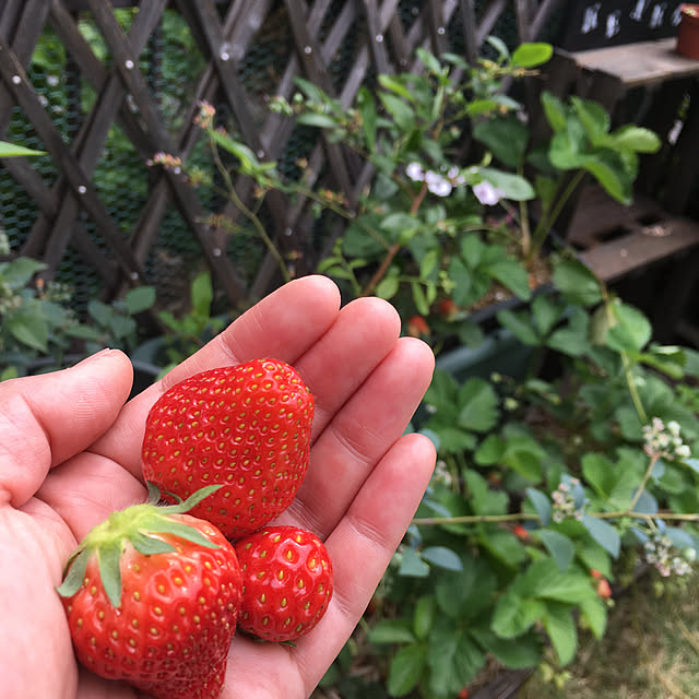 onokenkoさんの実例写真