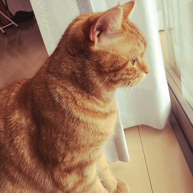 nekoさんの実例写真